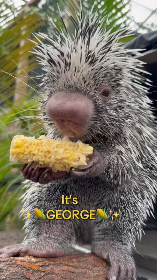 This might be corny, but it’s World Porcupine Day and we had to show off George the prehensile-tailed porcupine enjoying some corn! 🤩🌽

Did you know that prehensile-tailed porcupine teeth grow continuously, and gnawing on food helps wear them down so they don’t get too long? Ask us any questions you have about George below! 

#worldporcupineday #corn #adorableanimals #zoo