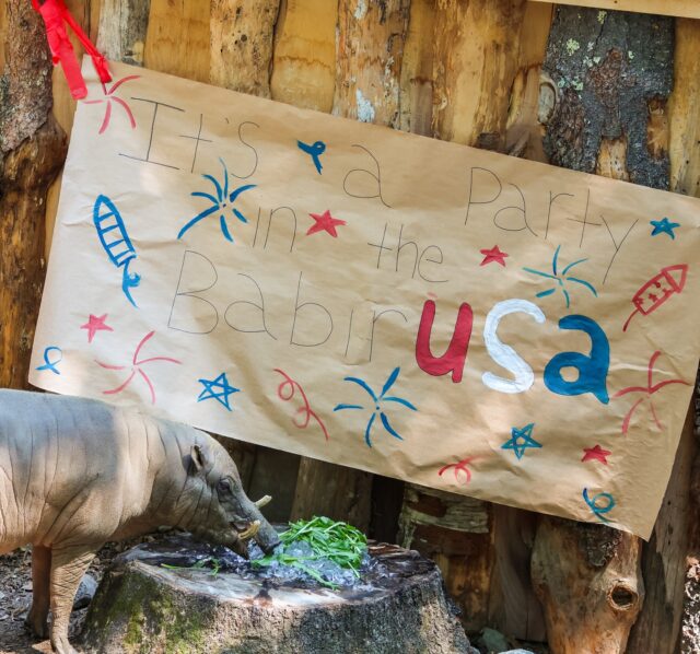 It’s a party in the babirUSA 🎉🇺🇸 Our babirusa had a Fourth of July celebration full of watermelon, ice treats, and red, white, and blue enrichment! Thanks to our keepers for always going above and beyond for these fun and enriching celebrations. Wishing you all a safe and happy Independence Day! ❤️

P.S. the Zoo is OPEN TODAY from 10-4 and free admission for all! And don’t forget to join us at Food Truck Friday tonight for some 4th of July foodie fun! 🎆🌭