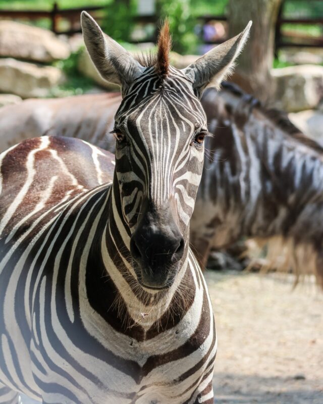 We are devastated as we share the news of the passing of Samantha, one of our cherished Plains zebras. 

It appears that Samantha panicked during the storm that occurred on the evening of July 3rd and suffered a fatal injury after colliding with a fence in her holding area; a necropsy confirmed that she passed instantaneously. This was truly a tragic accident, and our Zoo family is heartbroken by this sudden and unexpected loss. 

Samantha was a beloved member of our zebra herd and had a particularly strong bond with her companion Tundra. Both Tundra and Zipper, the Zoo’s remaining zebras, are being closely monitored by our animal care and veterinary teams as they adjust to this sudden loss. Samantha was known for her sweet, yet shy personality. She was 24 years old and arrived at our Zoo in 2003.