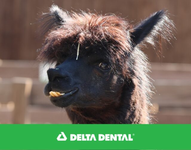 Get ready for Tooth Time, presented by Delta Dental of RI! 🦷 Did you know alpacas don't have top front teeth?! Instead, they have a hard dental pad and their lower teeth keep growing their whole lives! Talk about unique smiles! 😄

Smart Smile Tip: Just like alpacas need dental care, you do too! Regular visits to the dentist help keep your smile healthy and strong. 

Visit www.deltadentalri.com for more tips!
