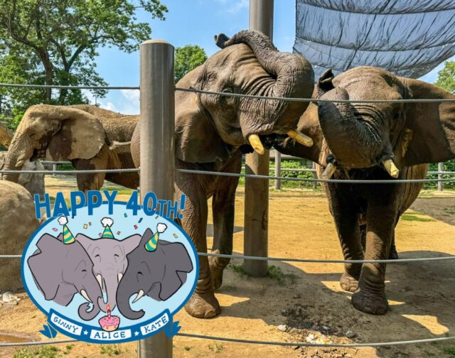 Don't forget to join us on Saturday for a trunk-tastic 40th birthday celebration for our girls Alice, Ginny, and Kate! 🐘🎂🎁🥳 

Enjoy TONS of activities for the whole family, a bubble party, birthday cake, and more! Let's make this birthday party one to remember. 💙

This event will run from 9:30am - 2:30pm on Saturday, July 12th and is included with Zoo admission and FREE for members! For more information visit rwpzoo.org.