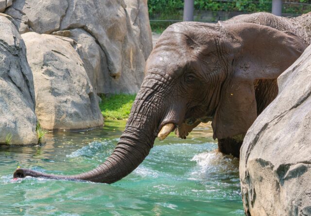 Today's weather calls for a pool party! ☀️🌊 See you all at Alice, Ginny, and Kate's 40th birthday party. 🎂 Schedule of events below:

11:00AM - Keeper chat
11:30AM - Painting by elephants
12:30PM - Birthday cake
2:00PM - Del’s lemonade for elephants and guests
2:30PM - Keeper chat
And be sure to stop by the elephant pavilion to sign their birthday card! 🎊