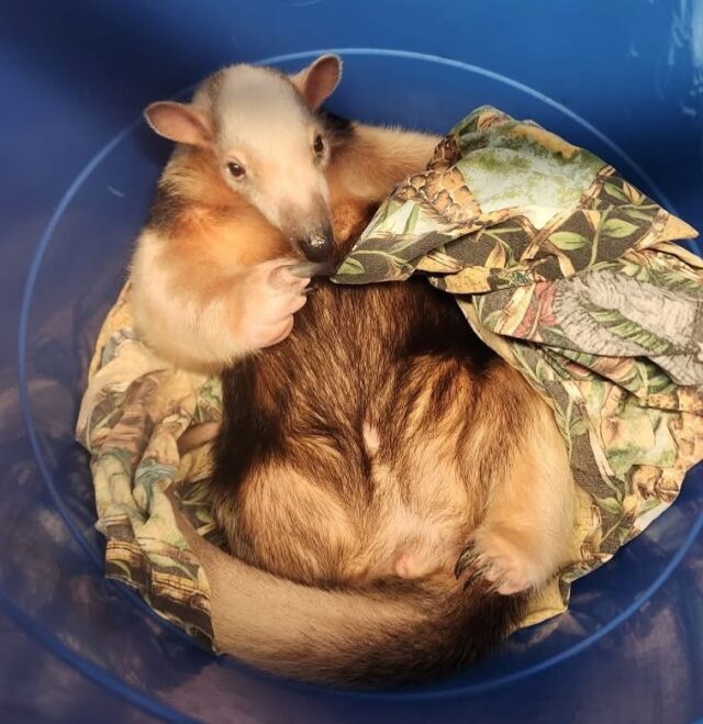 Sal knows what the rainy day vibes are 😴🌧️

📸 Keeper Kim W.