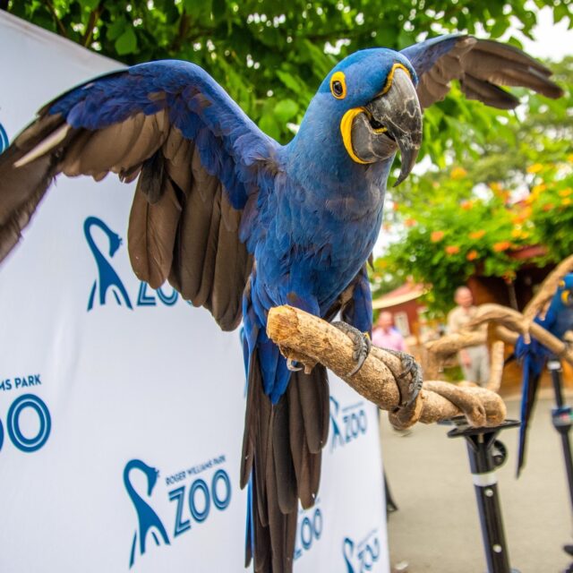 Who’s ready to shake their tail feathers? 🦩🌈 The wildest Pride celebration is just days away! Join us this Saturday, July 19th for our 21+ Party with Pride at the Zoo—a night of color, community, and critters! 🎊🎤 Grab your tickets now at bit.ly/rwpzoo_pride 🦚