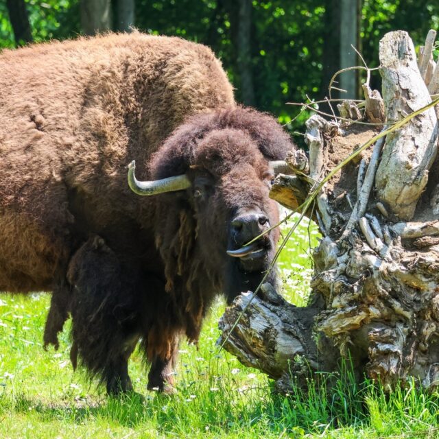 Happy National Bison Month! 🦬 Did you know America’s national mammal was once nearly wiped out? In the early 1800s, over 50 million bison roamed across North America but by 1880, that number had dropped to fewer than 1,000 due to unregulated hunting and habitat loss.

Thankfully, conservationists stepped in. In 1905, the American Bison Society was formed by Bronx Zoo director William T. Hornaday and President Theodore Roosevelt with the mission to save the species from extinction. With careful breeding and reintroduction efforts, wild bison were released into protected lands like Wind Cave National Park—where their descendants still roam today. 

This month, we honor the incredible recovery of the bison and the power of conservation. Come meet Nutmeg, our very own bison ambassador, and help us celebrate this wild success story!
