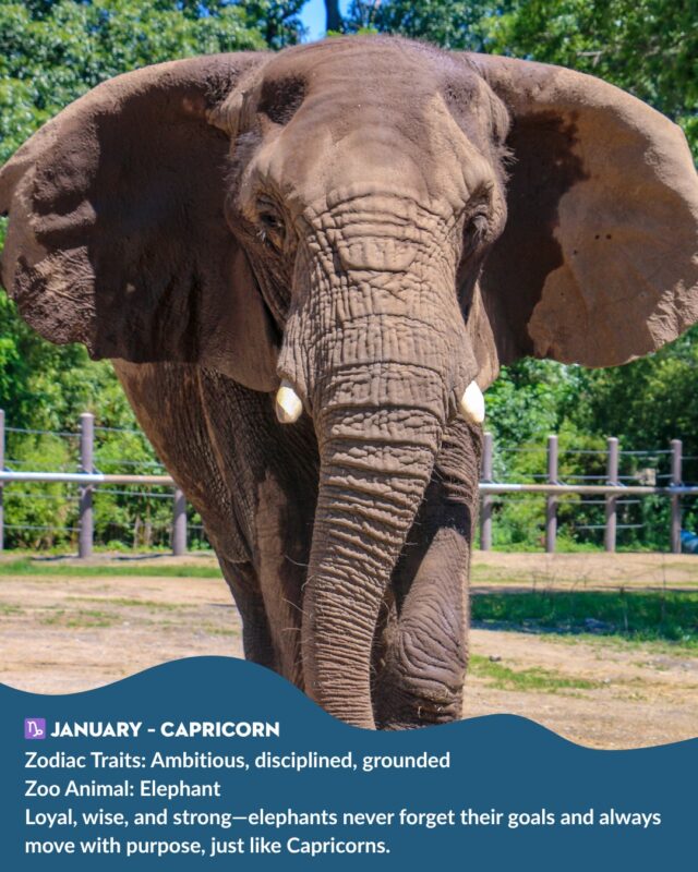 🌟 What is your Zoo animal according to your Zodiac sign? 🤔