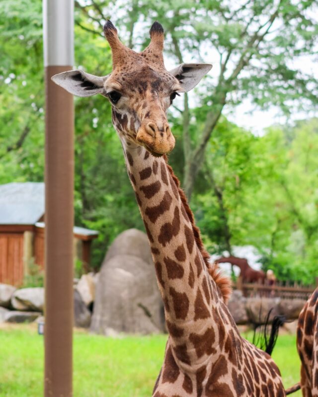 Enzi, our male giraffe, turned 2 today! 🦒🎂🌿 Join us in wishing him a spot-acular birthday! 🥳🎉