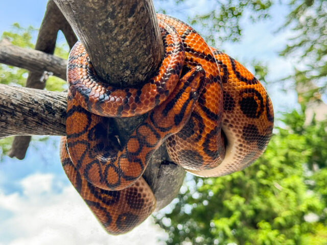 Today we're spotlighting Hardy, the dazzling rainbow boa, in honor of World Snake Day! 🐍🌈✨ 

"They don't look like a rainbow, why are they called "rainbow" boas? The rainbow boa gets its name from its iridescent scales. When light hits them just right, these snakes shimmer with rainbow-like colors! It's not magic, it's science! Tiny ridges on their scales reflect light in a way that creates a rainbow effect, like a bubble or an oil slick.

Snakes like the rainbow boa play an important role in their ecosystems by helping control pest populations and serving as food for larger predators. Every snake has its place in nature's web, and World Snake Day is the perfect time to learn, appreciate, and protect these often misunderstood creatures.