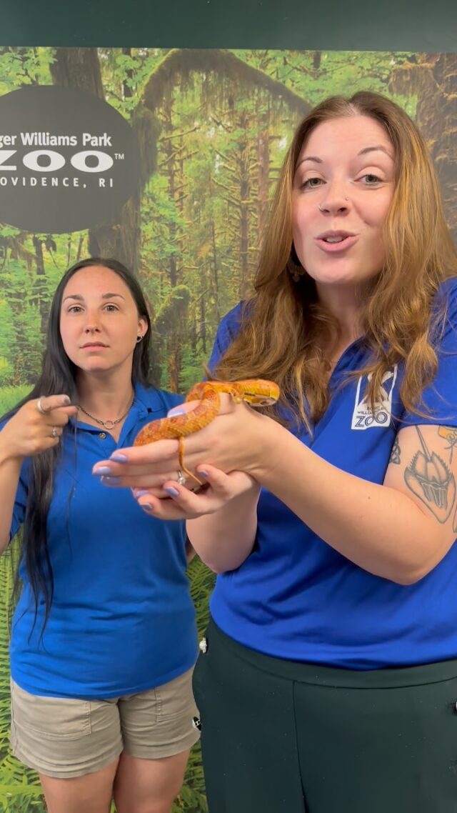 Meg is gonna tell you about Udon the corn snake and you better listen 😤 It’s World Snake Day! 🐍 

#worldsnakeday #youbetterlisten #snakes #zoo #animals #reptiles