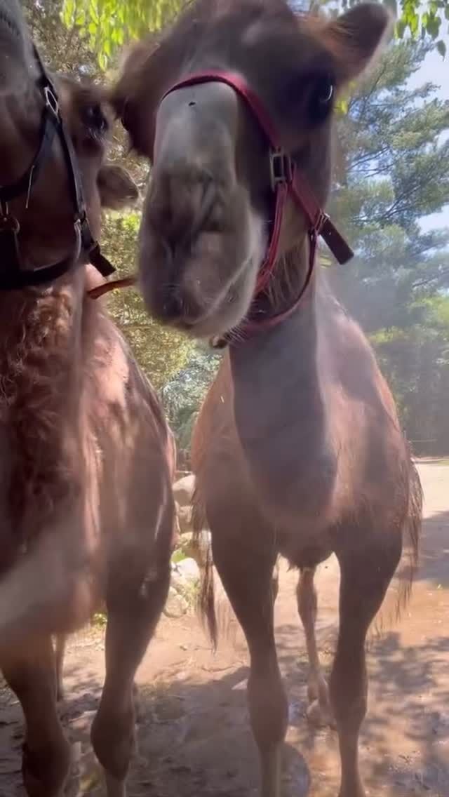 Our camels are just hosing around during this heat wave! 💦☀️

Did you know- a common misconception about bactrian camels is that they store water in their humps. This isn’t true, their humps actually store fat which provides them with energy when food is scarce! Camels can however use special adaptations to conserve water by reducing their sweat and concentrating their urine. 🐫

📱 Video Credit: Keeper Bri