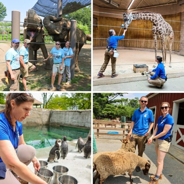 This week we are celebrating National Zookeeper Week! 🦒🦥🐍🐫 

Every July we honor the hardworking people who dedicate their lives to caring for animals in zoos and aquariums. This year, we are taking a closer look at zookeeper mental health.

Zookeepers play a vital role in animal welfare, conservation, and education- but did you know their work can also be physically and emotionally demanding? Zookeepers develop deep bonds with the animals they care for. These deep bonds bring heartbreak and grief when they experience animal loss. While working with animals is rewarding, it also comes with emotional challenges. Zookeepers often experience stress from physically demanding work, long hours, and unpredictable situations. They also often experience compassion fatigue, a form of emotional burnout common in caregiving professions.

Public misunderstanding of the zookeeping profession, among those who may not fully understand the role of modern, accredited zoos in conservation, can also be disheartening. They are not just Zookeepers but highly trained professionals, trainers, researchers, compassionate caregivers, and so much more!

When zookeepers feel supported, they can give their best to the animals in their care and continue sharing their knowledge with the public. Their passion fuels conservation efforts that protect species across the globe. So, this National Zookeeper Week, we encourage you to thank a zookeeper during your next visit. Whether with a kind word, a handwritten note, or simply by learning more about their work. 🫶🏻 To all the zookeepers out there: THANK YOU! Your care makes a world of difference!