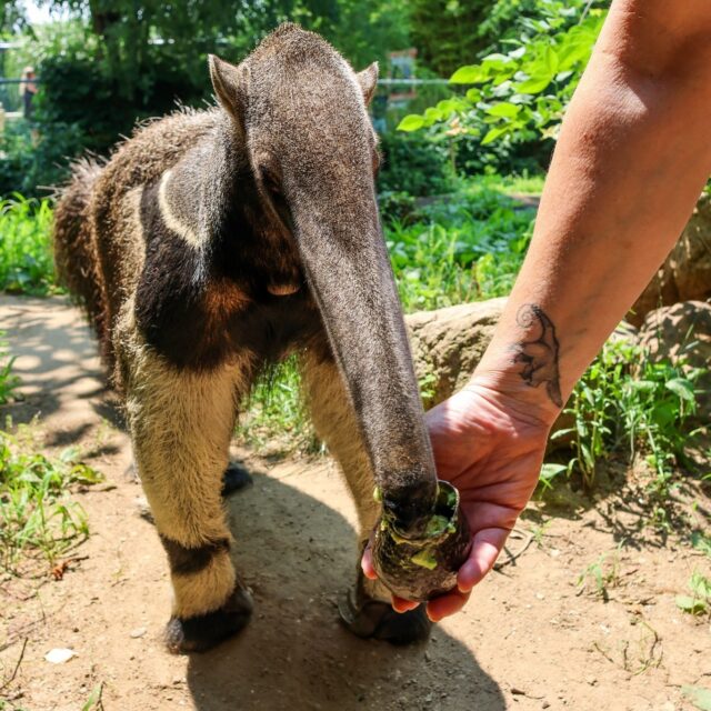 Zookeeper tattoos part 2! ✒️ Keepers Mel and Courtney also wear their love for the animals they care for on their sleeve. 💙

Mel has been working with anteaters for 17 years and they quickly became her favorite because of their quirkiness and incredible adaptations! Mel says that working with anteaters is like working with dogs, because Delilah is always willing to participate in training in exchange for an avocado. 

Courtney works frequently with our ambassador animals like Reba the red-tailed hawk. Courtney wanted to get a tattoo of a red-tailed hawk because it was the first bird of prey species that she worked and learned with so they have a special meaning! Courtney also loves that red-tailed hawks have a really cool color diversity, so they look different all around the US even though they are the same species. #HappyNationalZookeeperWeek 👏🏻