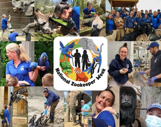 Zookeepers are the heartbeat of the Zoo. 💙 As Zookeeper Week comes to a close,  we’re grateful for the passion, care, and commitment our team brings to every species, every day. #nationalzookeeperweek 

Thank you RWPZ AAZK Chapter & @hollymaedesigns  for the Zookeeper Week graphic! 👏🏼