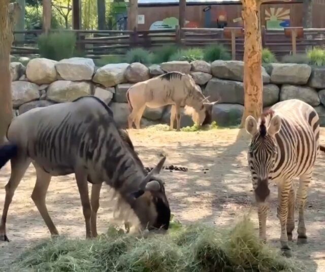 Did you know you can have Breakfast with the Animals at the Zoo? 🍳🦓 Rise, shine, and dine with the zebras & wildebeest, rainforest friends, or the elephants! 🐘

☀️ Start your day with a hot breakfast buffet before joining a member of our keeper staff on one of our exciting, behind-the-scenes adventures. Upcoming dates: Breakfast with the Elephants on August 2nd, Breakfast with the Rainforest Residents on August 10th, and Breakfast with the Zebras & Wildebeest on September 7th. 

Learn more and register today at bit.ly/breakfast-with-animals! 🥐🍓