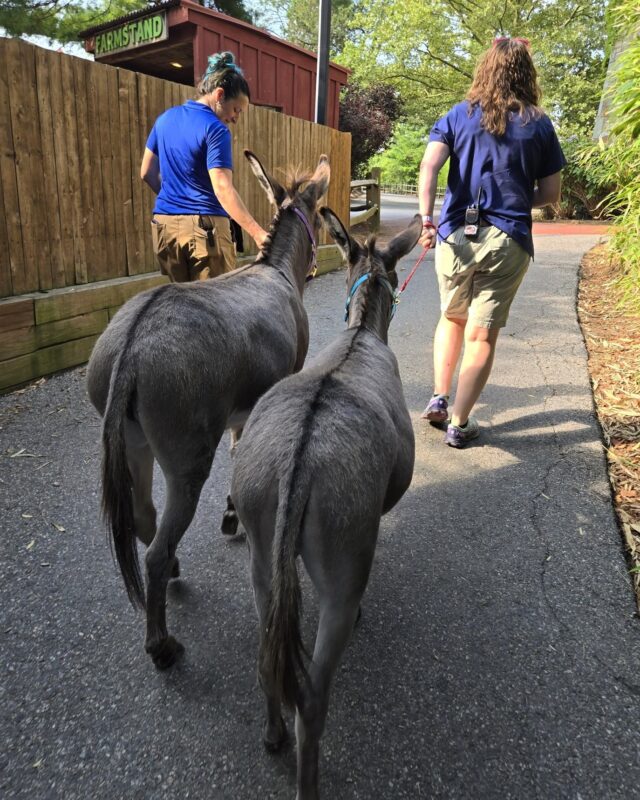Two hot new bombshells have entered the Farmyard! 😍 Meet Nermal (1 year old) & Maureen (2 years old), our two new female donkeys. The girls strutted into the Farmyard today, and are ready to make new connections! ❤️

The inside of the barn will be temporarily closed as they are acclimating to their new space and fellow farm friends, but they do have outdoor access. As always, please be gentle and mindful when interacting with them!