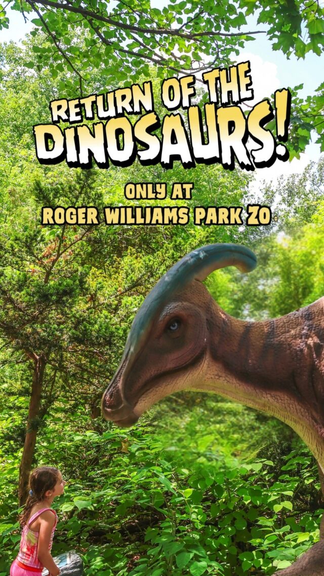 ⌛🦖 Time is running out... run and see what has everyone roaring with excitement before it goes extinct! 🤯 Return of the Dinosaurs ends on August 10th, so plan your once in a 65-million-year pre-historic adventure TODAY! bit.ly/rwpzoo_dinos 🦕