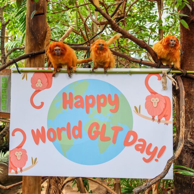 Happy World Golden Lion Tamarin Day! 🧡 

Did you know that between 1997 and June 2024, the Save the Golden Lion Tamarin organization and their partner organization in Brazil, Associação Mico-Leão-Dourado (AMLD), has successfully restored 1,110 acres of degraded pastureland for GLTs? This restored forest is equivalent to more than 800 football fields lined up side by side! 

Restoration includes planting native trees to bridge gaps between forest patches, and creating essential corridors for golden lion tamarins to move, feed and find mates safely. You can help plant trees to save GLTs, too! Visit www.savetheliontamarin.org/grow-trees-campaign to learn more.