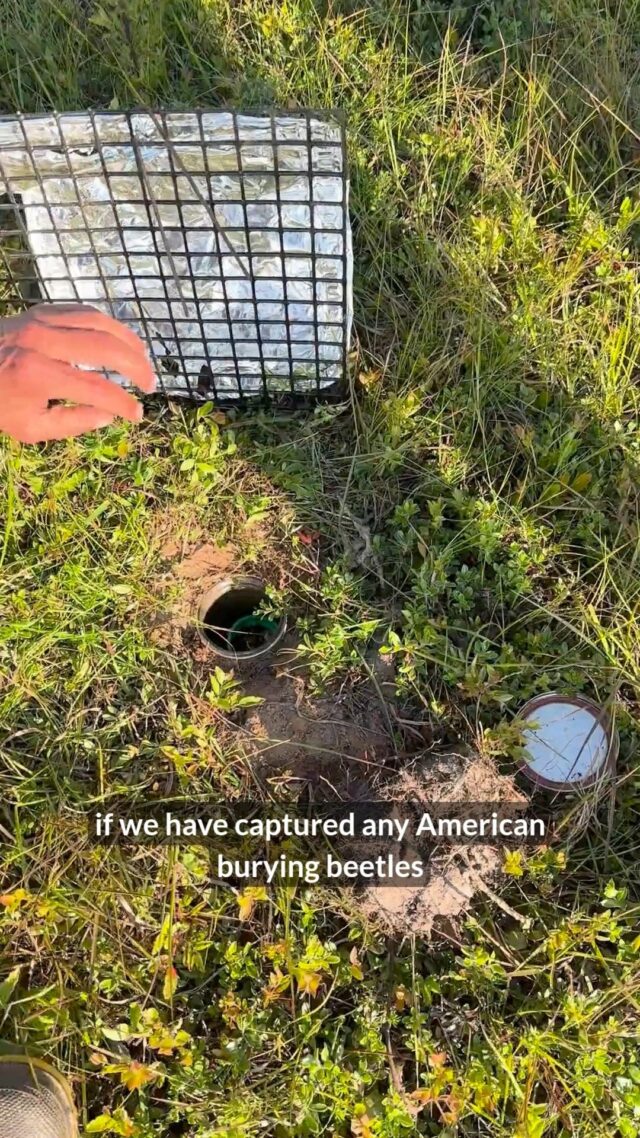 Join us on Nantucket Island as we monitor the endangered American burying beetle! Our team had an incredible trip, catching nearly 100 wild beetles, counting 555 larvae, and provisioning 195 broods.

This 31-year reintroduction project is vital for our ecosystem. American burying beetles are nature's recyclers, decomposing dead animals and returning essential nutrients to the soil.

This program's success is thanks to your support and our amazing partners: @ackconservation, @nature_org, @usfws, @tnc_rhodeisland, RI DEM, and @mariamitchellassociation, along with countless dedicated volunteers and interns. Together, we're bringing endangered species back to the wild!