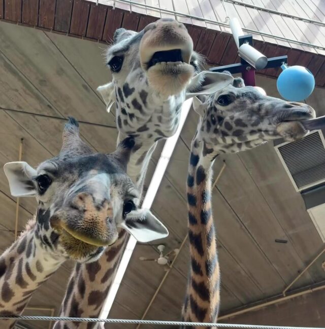 We have been trying to reach you about your car’s extended warranty 👀

📸 Keeper Niki