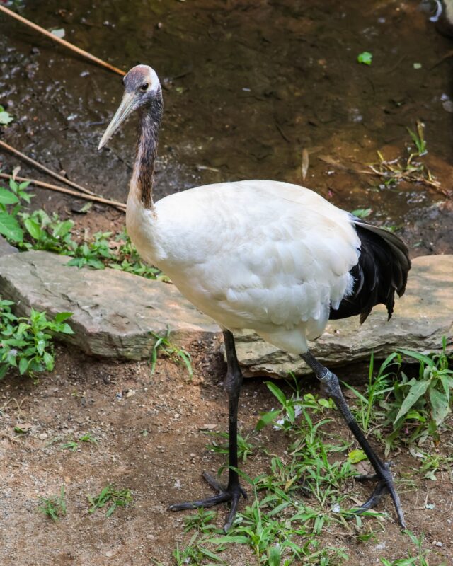 Where’s the red crown? 👀 Young female red-crowned cranes start off brown and fluffy, but as they mature, their plumage turns that iconic crisp white with black wingtips. 

Around 2–3 years old, that famous red “crown” of bare skin begins to appear and deepen in color. Females tend to be slightly smaller, but just as striking!