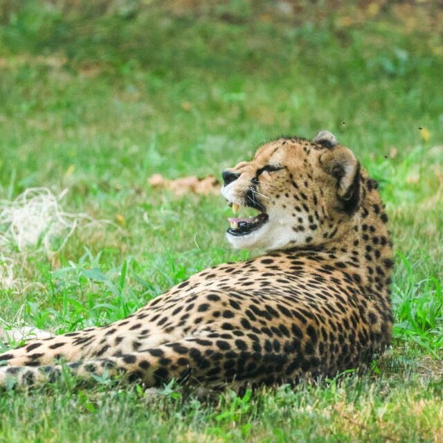 We are all smiles & feline fine because it's International Cat Day! 😸 Which Zoo cat is your fav? #InternationalCatDay
