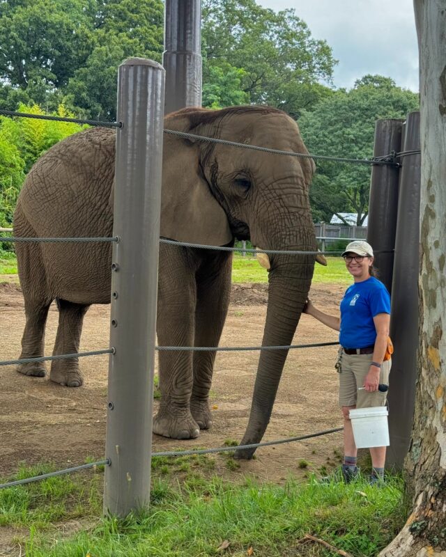Happy World Elephant Day! ❤️ 🐘 We're sending extra love to our incredible elephant girls - Kate, Ginny, and Alice! Our keepers share a close bond with these majestic pachyderms, always watching over their well-being. This month, we were concerned when Alice showed signs of discomfort and wasn't eating normally. Diagnosed with colic, our dedicated animal care and veterinary teams acted swiftly, providing round-the-clock care to nurse her back to health. We are happy to share that Alice is showing promising improvement and is on the road to a full recovery thanks to their tireless efforts! Join us in celebrating these magnificent animals today and every day.