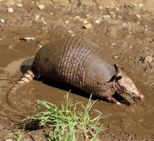 Happy Armadillo Day to these mud-loving mammals! 🤎

With their tough, armor-like shells, armadillos are perfectly adapted to life on the ground. These little diggers are built for burrowing, with strong claws that help them tunnel for food and shelter. Armadillos can often be found rolling in mud to cool down, protect their skin from insects, and stay camouflaged.

Meet our armadillo ambassadors and learn more about them at Connection Corner!