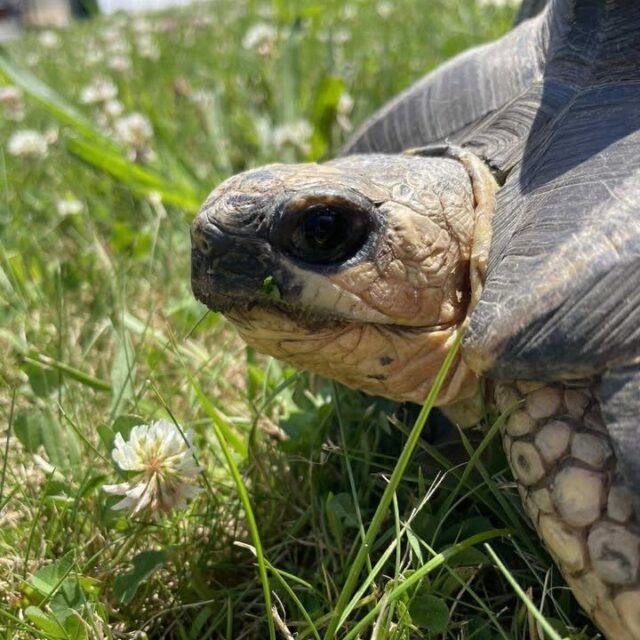 We are sad to share the news of the passing of Pickles, our radiated tortoise ambassador. 

Pickles had been undergoing treatment and testing to determine the cause of recent changes in his mobility and appetite. Despite our best-efforts, Pickle's condition did not improve and after an exploratory surgery it was determined that euthanasia was the most compassionate way forward. He passed peacefully surrounded by his care team and education staff who have treasured working with him all these years.

"Hatched here in 2004, Pickles had been at Roger Williams Park Zoo longer than almost anyone who works with him. He was the MVP of the Ambassador Programs every single year not because of a competitive streak, but because he showed up for everything, met everyone, and charmed us all without saying a word and a happy tortoise butt wiggle.  He inspired audiences to wonder about the plight of species in Madagascar.

In the last decade alone he met more than 130,000 people. He greeted school groups, posed for wedding photos, held court on Sophie Lawn, and even met Paula Abdul at Zoobilee (we’re still not sure who was more starstruck). To say he will be missed is an understatement." -Jen Rudolph, Manager of Ambassador Animal Programs