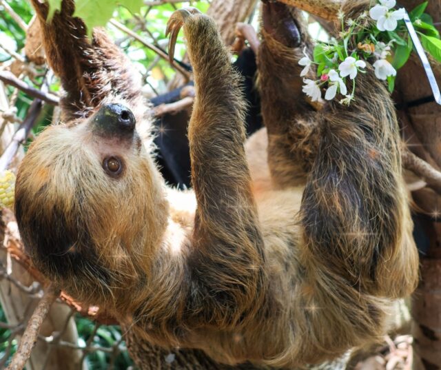 The Life of a Slothgirl ❤️‍🔥 Fiona is ready for TS12! Are you ready for it?