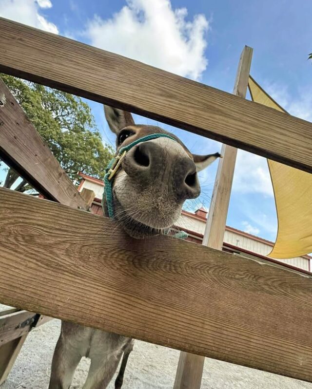 Boop the snoot for a great weekend ahead! 😊