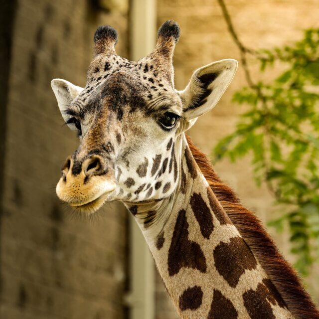 It’s World Photo Day! 🌎📸 Guest and photographer Josh Craven recently shared these incredible Zoo photos with us. Be sure to tag and share your favorite captured Zoo moments with us! 

📸 Photos by Josh Craven / @cravenfocus