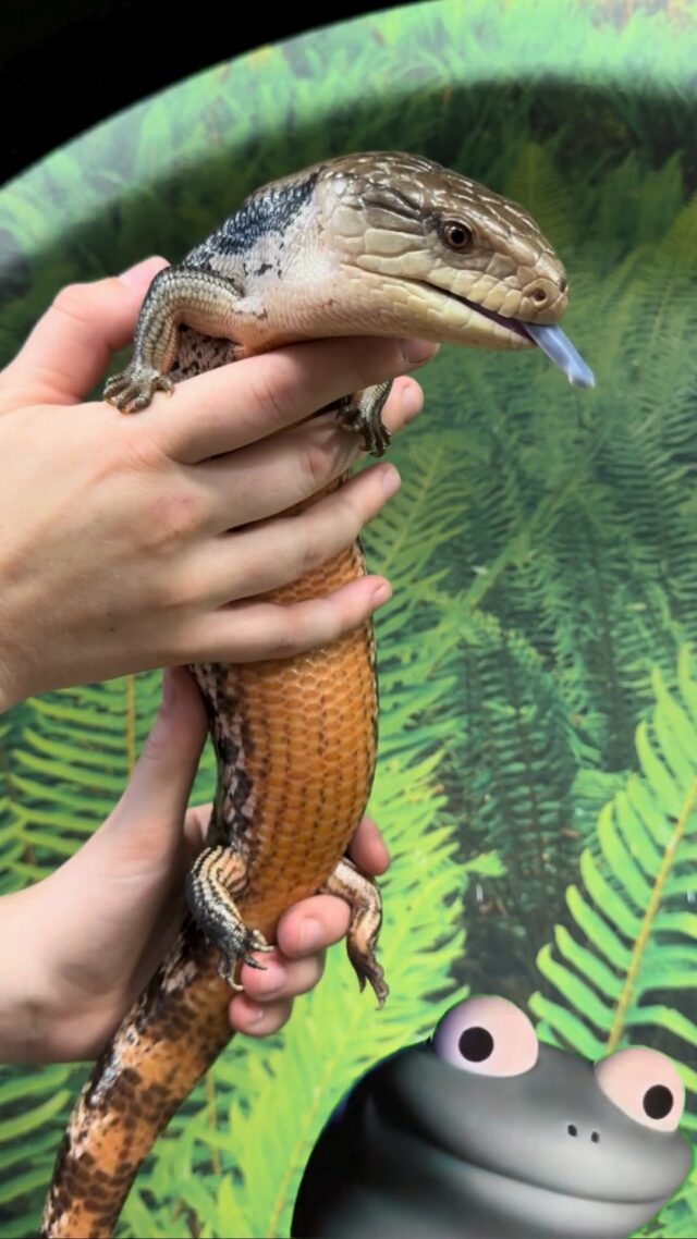 Bet you didn't see this trend coming on #WorldLizardDay 😏 We heard you like lizards, so here are ours!