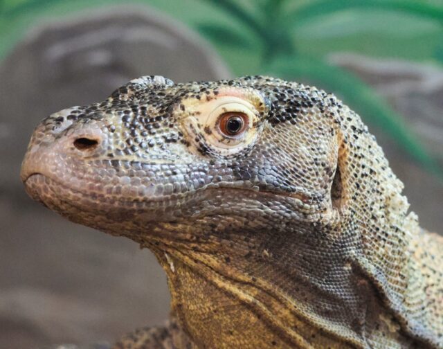 Our Komodo dragon Elsie hatched 12 years ago today! 🥳 Join us in wishing her a very claw-some birthday! 🎉