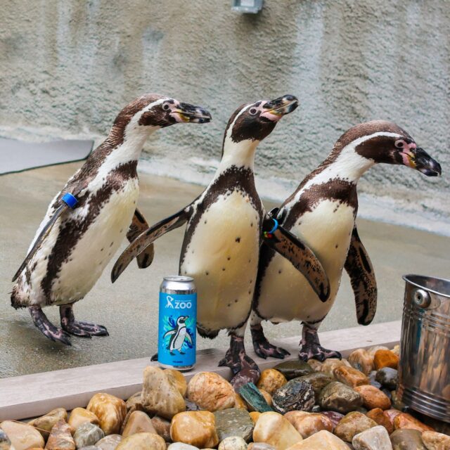 The Zoo will close at noon tomorrow 8/23 in preparation of Brew at the Zoo! There's still time to grab your Brew Crew and your tickets for a hoppin' good time! 🍻 Link in bio for tickets. Live music, unlimited samples, animal counters, and more. 🥨