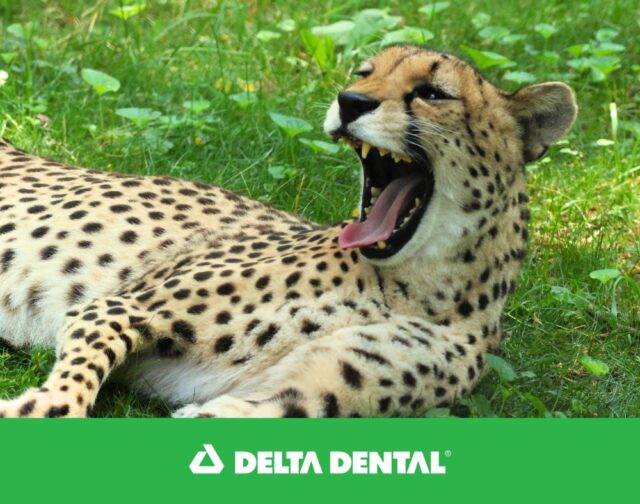 It's Tooth Time with Delta Dental of RI! 🦷 While cheetahs may be kings of speed, their teeth are actually pretty small compared to other big cats. This helps make room for their super-sized nasal passages, that enable quick air intake while chasing down prey!

Smart Smile Tip: Cheetahs stay fast by keeping things efficient, and brushing and flossing daily keeps your smile running at full speed, too! Visit www.deltadentalri.com for more tips!

P.S. Tomorrow is #ToothFairyDay 🤭