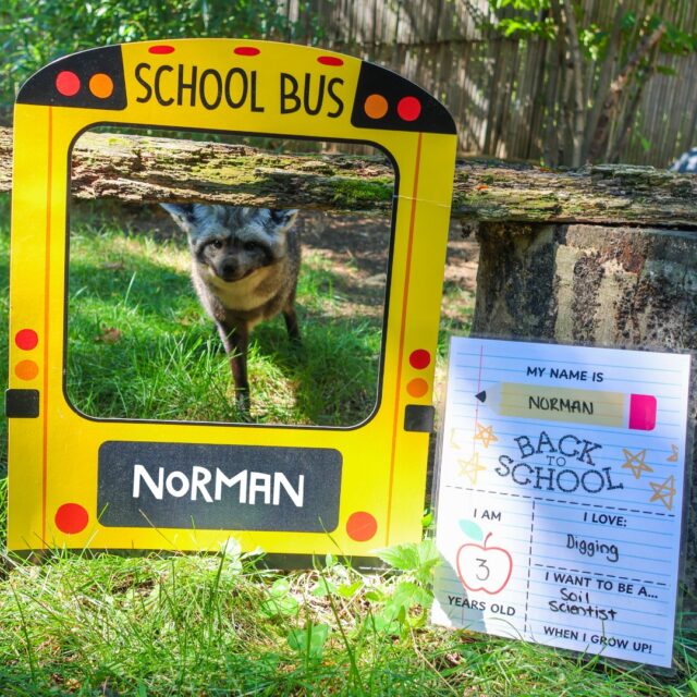 The wildest students you’ll ever meet! Wishing everyone a paw-some school year. 🐾🍎🚌✏️ #BackToSchool