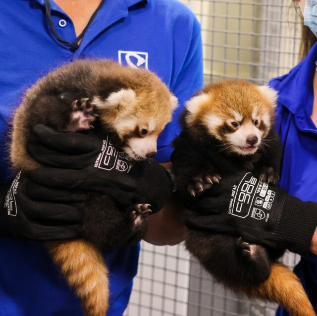 🚨 SURPRISE! We’ve welcomed twin red panda kits to our growing Zoo family! 🐾❤️

These little bundles of fluff are extra special- they’re the first successful birth of red panda kits at our Zoo! This is an amazing win for conservation, as red pandas are an endangered species, and every birth brings hope for the future of this incredible species.

For now, the twins are snuggled up with mom Zan behind the scenes and off public view, but we’ll keep you updated as they grow! Stay tuned for more updates (and some squeal-worthy photos) coming soon.

For more information, please visit our press release: www.rwpzoo.org/redpandakits/