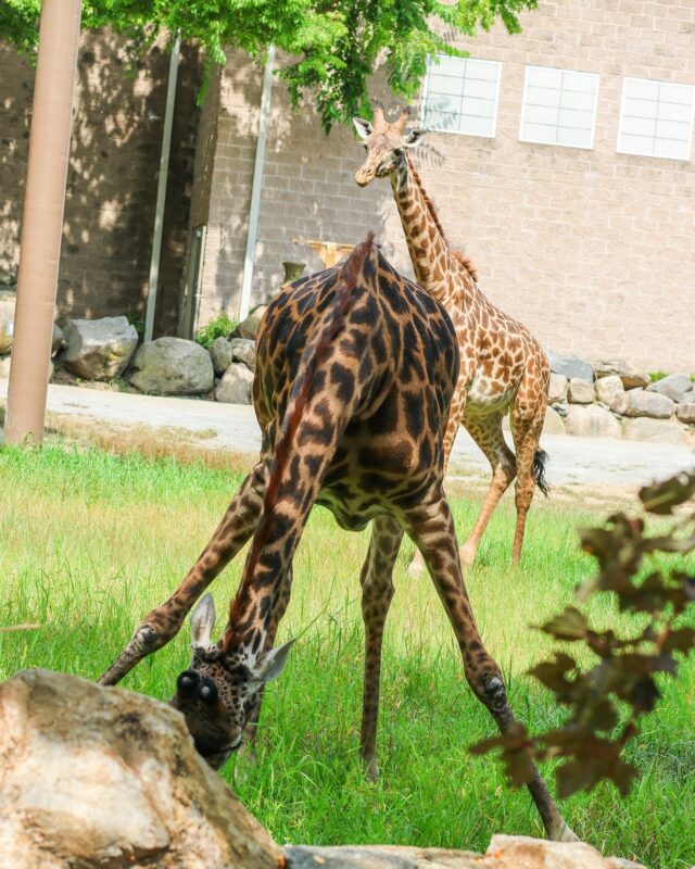 Set..hut..hike! 🏈 Cora & Enzi are getting ready for the first NFL game of the season tonight!