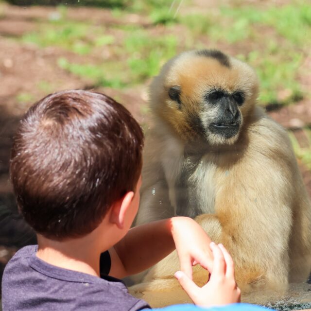 Providence residents- Don't forget you can visit the Zoo for FREE on the first Saturday of each month!* Tomorrow, head to the Zoo for some end of summer fun hanging with our animal residents, splashing around in Our Big Backyard water play area, and more! 🐒🐢🦒 

PLUS! We are hosting a community resource fair where you can meet local groups and discover what resources are available for you and your family. 

*As a “thank you” to City of Providence residents, whose tax money helps to support the Zoo, we offer free admission on the first Saturday of each month with a valid ID and proof of residency. No need to reserve your tickets in advance. City of Providence residents only (Not including East or North Providence).*