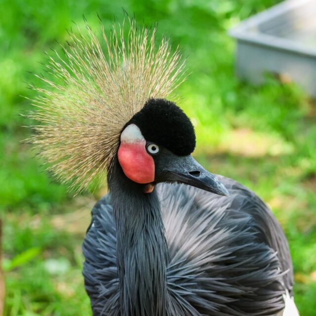 Happy World Crane Day! Today we celebrate these graceful, long-legged birds that inspire cultures all around the world. 🌍💙