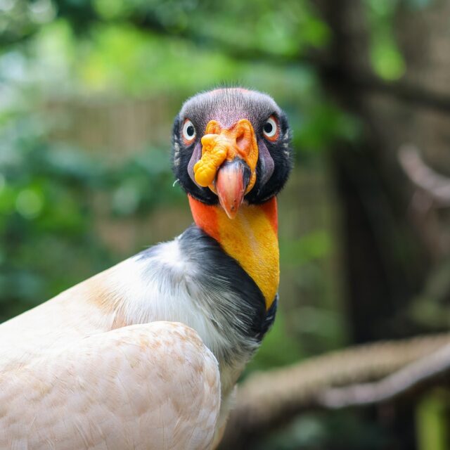Today is International Vulture Awareness Day and we are shining a spotlight on these unsung heroes of the sky! Vultures are some of nature's most misunderstood, yet incredibly vital animals. 

Beneath each vulture's unique appearance lies a true ecological superhero:

☑️ They help keep our natural world healthy and balanced.
☑️ They specialize in consuming dead animal remains, also known as carrion.
☑️ Their stomachs contain powerful stomach acid that helps remove harmful bacteria and viruses from the environment.
☑️ A group of vultures can clean a carcass in less than one hour. 
☑️ They help recycle nutrients back into the soil. 

Join us in celebrating by visiting the vultures that call RWPZoo home and learning more about them! 🤗 

#IVAD #VultureAwarenessDay #Vultures