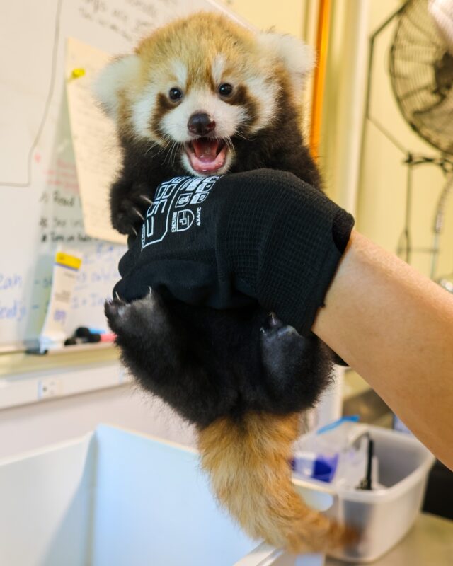 Warning: Excessive cuteness, may cause uncontrollable squealing and happy tears. Just look at that face! 🥹 

Our twin red panda kits, one male and one female, continue to do well bonding with mom behind-the-scenes. They are still unnamed at this time, but we'll be sure to share updates as we have them! ❤️