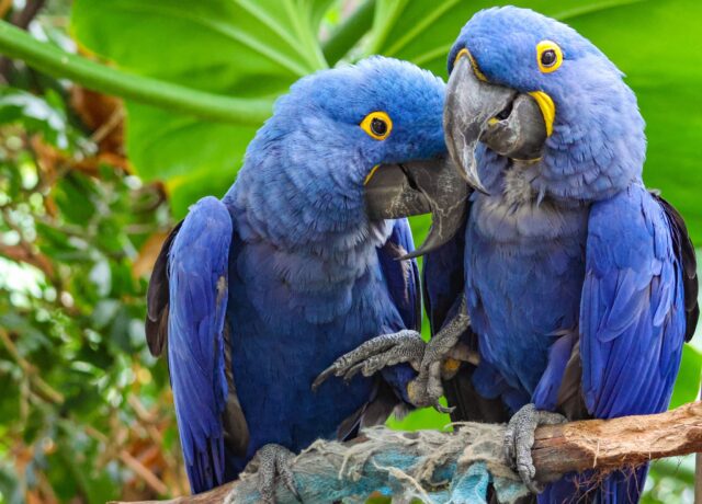 Friendly reminder from your Zoo friends to take care of yourself. 💙 It's okay to pause your scroll- enjoy a walk in nature, listen to the birds, breathe deep, and let the fresh air recharge you. 🌿