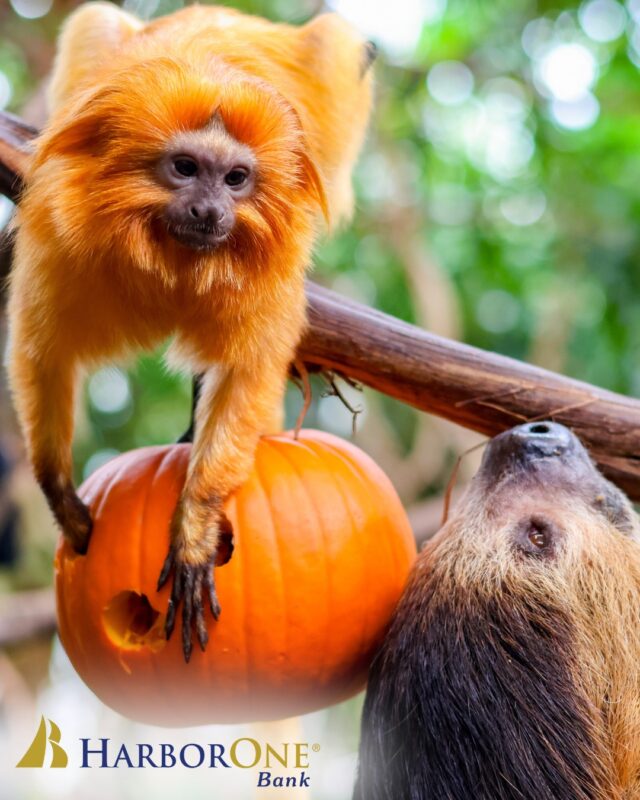 🌙 Ever wanted to sleep over at the Zoo? Now’s your chance! Our seasonal Snore & Roar + Jack-O-Lantern Spectacular experience is back. 🐾✨ After a night of Zoo adventures, head straight to the famous Jack-O-Lantern Spectacular trail with front-of-line access to thousands of glowing, hand-carved pumpkins. 🎃 Don’t miss out, this fan-favorite sells out fast >> bit.ly/snore_roar

A special thank you to our Snore and Roar partner, @harboronebank !