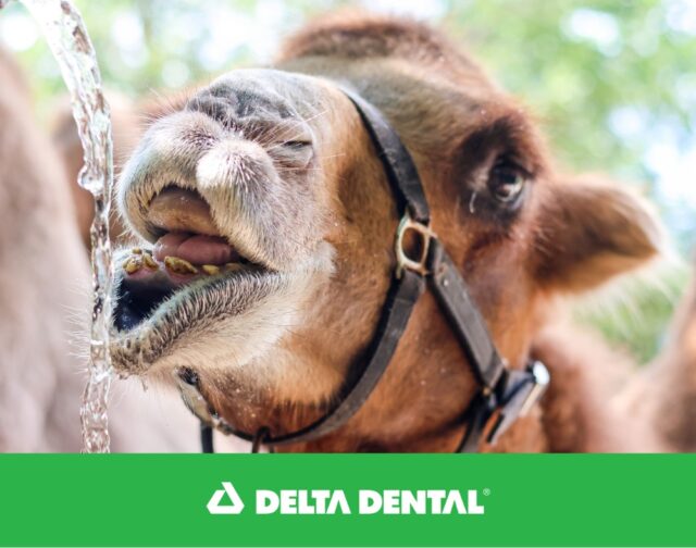 Welcome to Tooth Time, brought to you by Delta Dental of RI! 🦷 Ever wondered about a camel's chompers? Bactrian camels have 32 permanent teeth, including some seriously sharp canines that come in handy during a tussle! But don't worry, they mostly use these teeth for chewing and crushing all that yummy vegetation.

Smart Smile Tip: Camels rely on strong teeth to handle tough plants. You can keep your teeth strong by choosing crunchy fruits and veggies like apples and carrots – they help clean your teeth naturally while you chew! 

Visit www.deltadentalri.com for more tips!