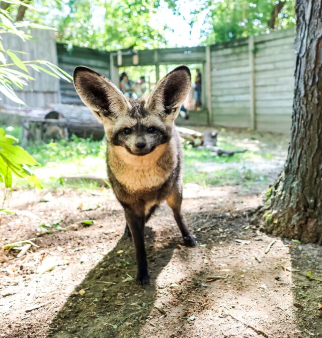 Norman heard you were looking for weekend plans... 😏👂🏼 Well, we've got some ear-resistible plans for you! Take a trip to the Zoo and visit Norman and the rest of our furry, scaly, and feathered friends! Plan your visit today at rwpzoo.org 🐾

P.S. Don't forget tonight is Food Truck Friday and you can kick off your weekend at Carousel Village with delicious eats and great vibes! 😋