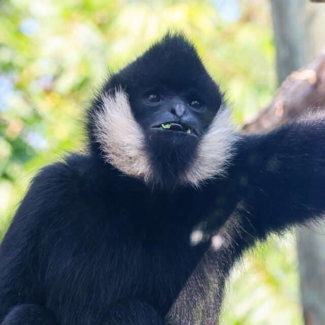 Did someone say it's Bleptember? 😛

#TongueOutTuesday #blep #adorableanimals
