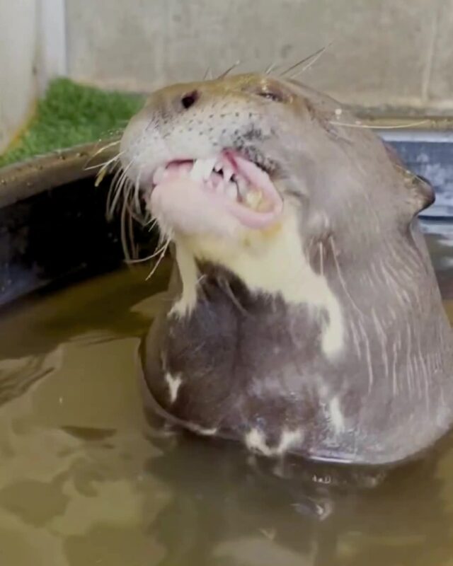 It's an otterly special day! Help us wish a very happy belated 11th birthday to Fernando the giant otter! 🦦 His day was filled with all his favorite treats, lots of splashes and plenty of naps.