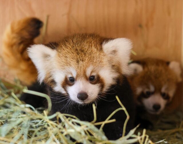 International Red Panda Day has been extra special this year celebrating the exciting growth of our red panda family. 💓 

Every birth is a step toward ensuring a future for this remarkable species, and every time you visit our red pandas at the Zoo, you are supporting the important work and research being done to help them. 

#RedPandas #InternationalRedPandaDay #Conservation