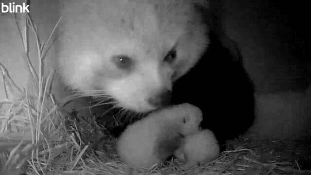 In honor of International Red Panda Day, please enjoy some sweet behind-the-scenes moments with new mom Zan and her twin kits as they have grown these last few months. 🥰

We know everyone is eagerly waiting to see the babies on habitat, but for the next few weeks they will continue bonding behind-the-scenes with mom and developing the necessary skills to thrive as they begin exploring. More updates to come real soon. ❤️